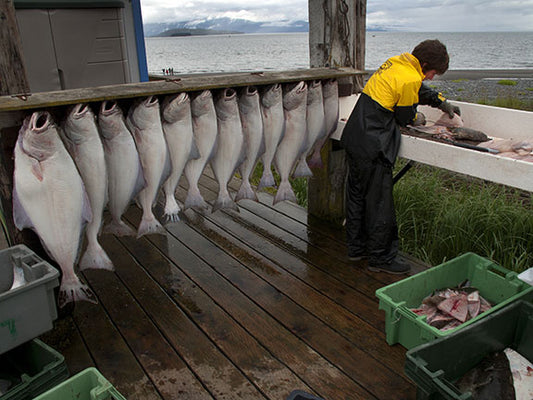A fisherman hang his halibut catch to clean them on the Homer Spit, Alaska
