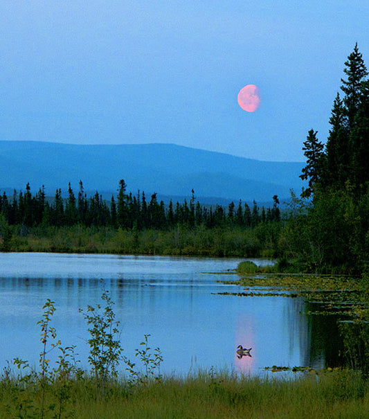 A duck floating in Alaska's Dot Lake crosses the reflection of a pink moon in the evening sky.