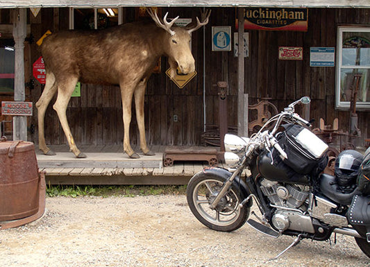 Photographer Geoffrey Kula's 1995 Honda Shadow VT1100 poses with a convenience store moose in Ontario, Canada