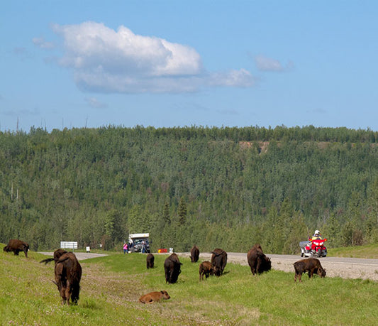 A red Goldwing rides among the bison in the Yukon Territory, Canada photo