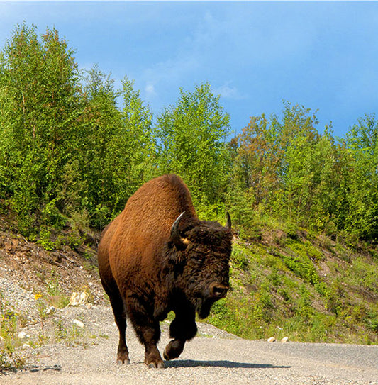 A roadside bison bluffs a charge to defend its turf in British Columbia.