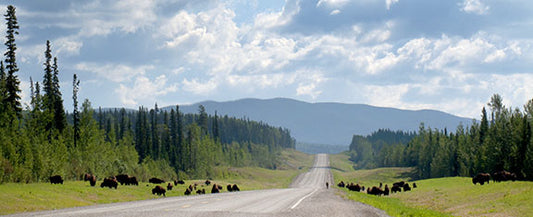 A herd of bison congregates on Canada's Route 97, the only road that runs the entire north–south length of British Columbia.