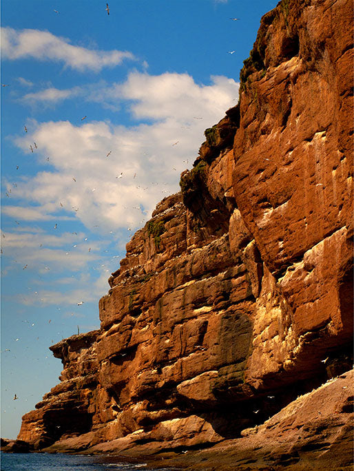 Located off the coast of the Gaspe Peninsula in Quebec, Bonaventure Island is a migratory bird sanctuary for the northern gannet, and is home to more than 110,000 nesting birds.