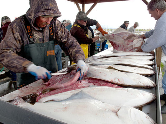 Fishermen clean halibut on the Homer Spit in Alaska