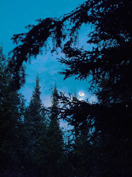 The moon as seen through the trees surrounding photographer Geoffrey Kula's campsite in Fairbanks, Alaska.