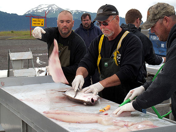 Fishermen filet halibut on Alaska's Homer Spit after a day at sea