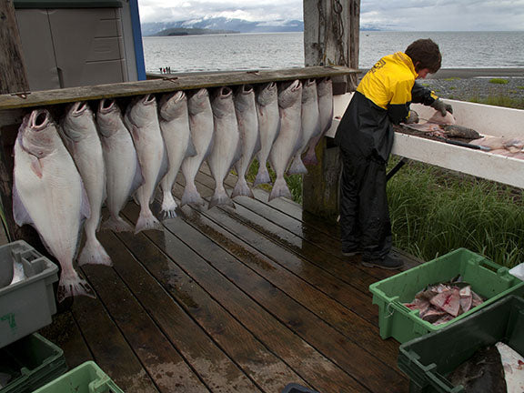 A fisherman hang his halibut catch to clean them on the Homer Spit, Alaska