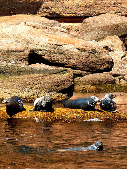 Seals frolic in the water near Bonaventure Island off the Gaspe Peninsula in Quebec, Canada